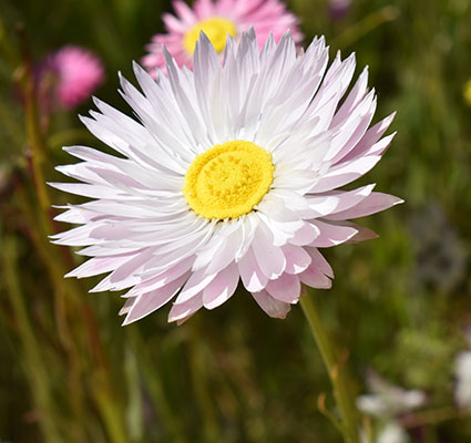 An Everlasting daisy