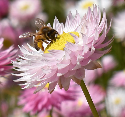 A Bee on a everlasting daisy