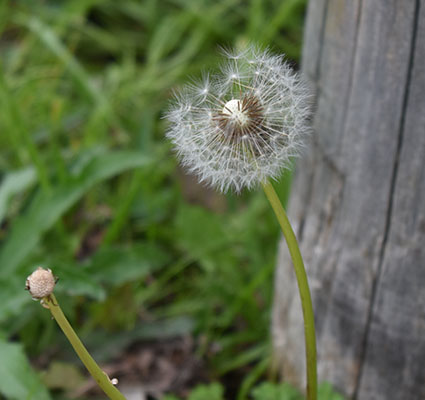 A Dandelion