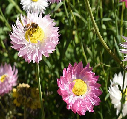 Everlasting daisies and a Bee