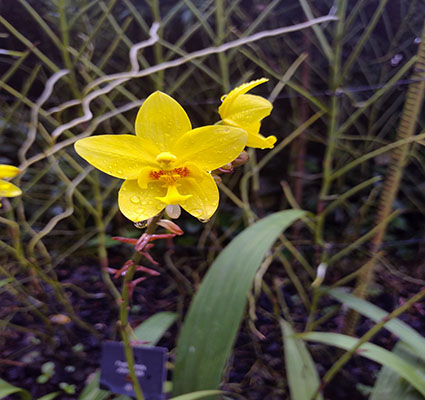 Yellow Orchid