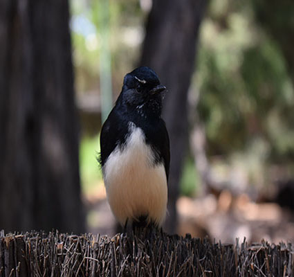 A Willy wag tail on a fence