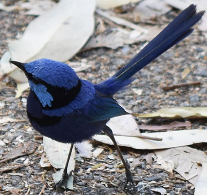 A Male Blue Splendid fairywren on the ground