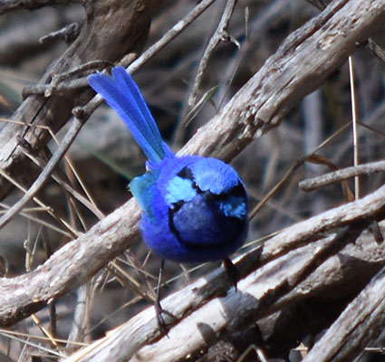 A Male Blue Splendid fairywren looking at the camera