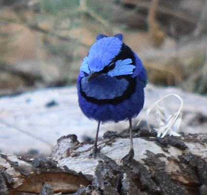 A Male Blue Splendid fairywren