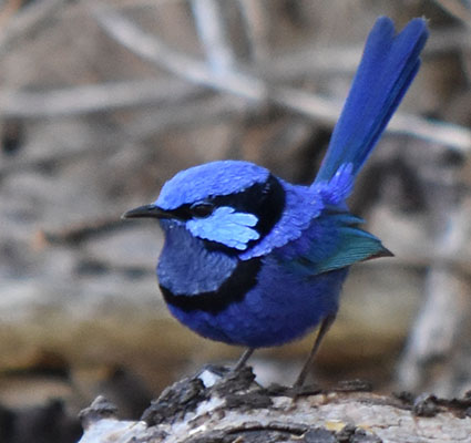 Male Blue Splendid fairywren