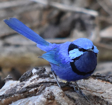 Male Blue Splendid fairywren