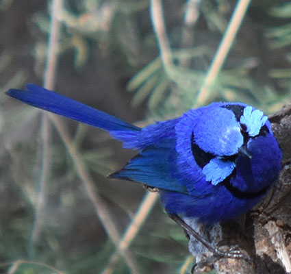 Male Blue Splendid fairywren